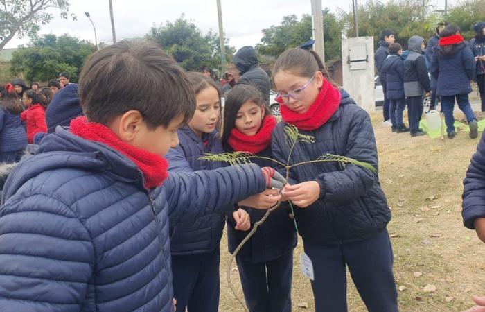 Together with students, the Municipality planted trees in Plaza España – News