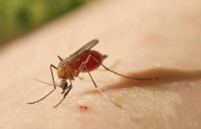 Minsap reports on the presence of the Oropouche virus in nine provinces and 23 Cuban municipalities – Juventud Rebelde