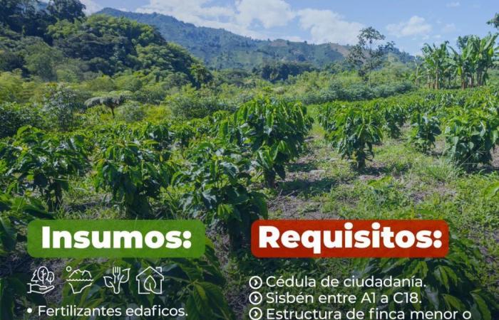 Small coffee growers in Manizales will have 30% discounts on the purchase of inputs: The Ministry of Agriculture opened the call