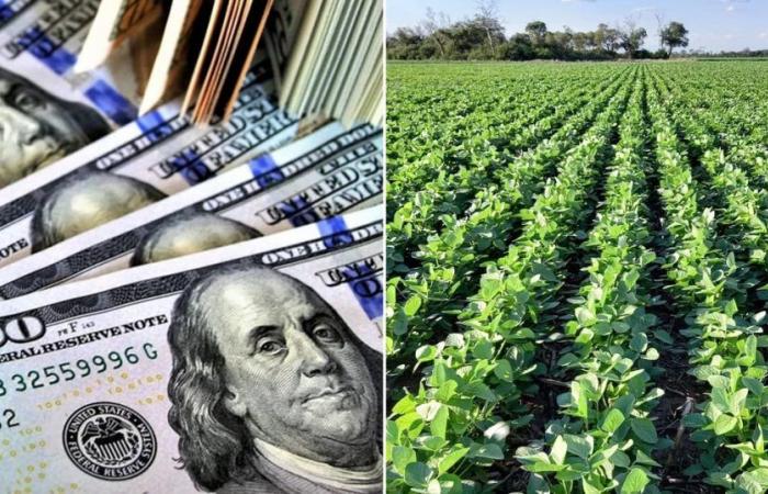 They warn that despite the end of the drought, the contribution of foreign currency from agriculture will be below average in 2024