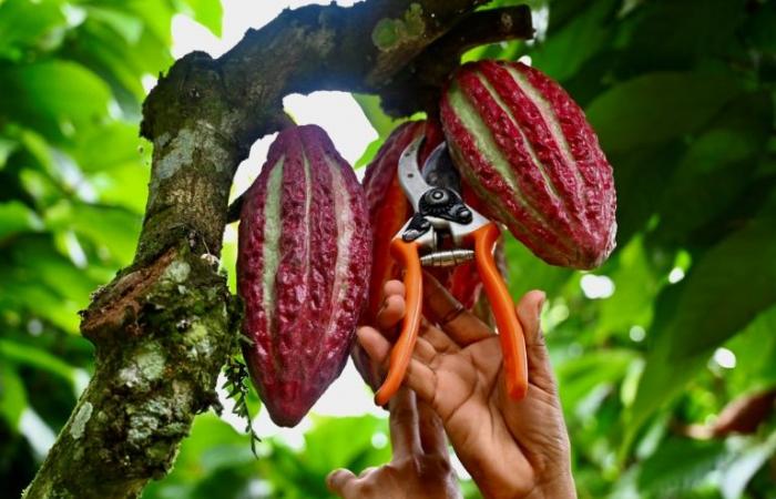Hot cocoa prices bring sweet profits, danger to Ecuador producers