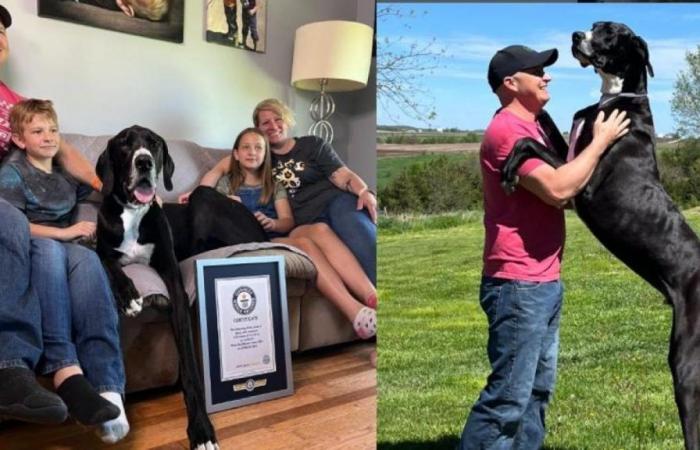 Kevin, the tallest dog in the world, died a week after breaking the Guinness Record: this is known