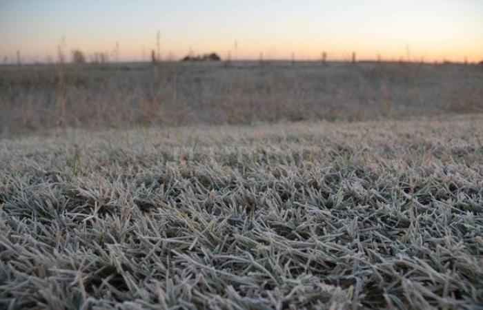 Frost in Córdoba. The thermometer fell to -7ºC in the northwest of the province • Agro Verdad