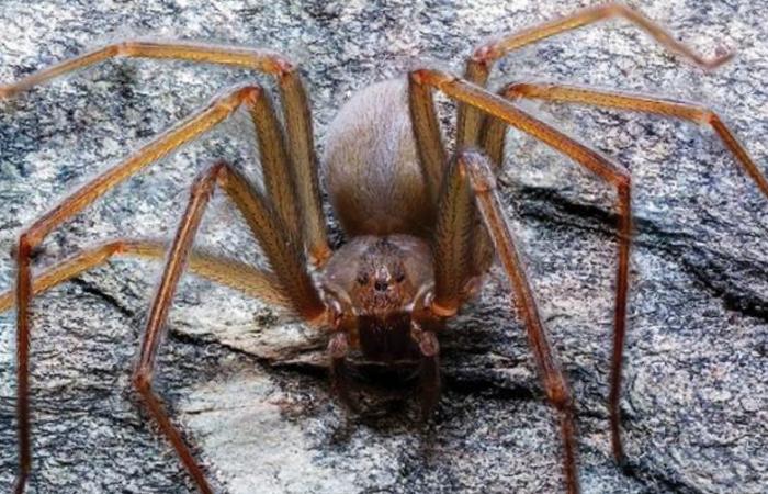 This is the dangerous violinist spider that has bitten in Vizcaya