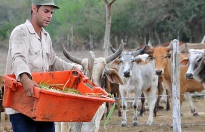In Cuba, the dead are owners of cattle to avoid state controls
