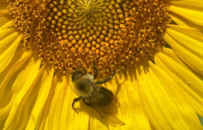 What plants keep bees on a healthy diet
