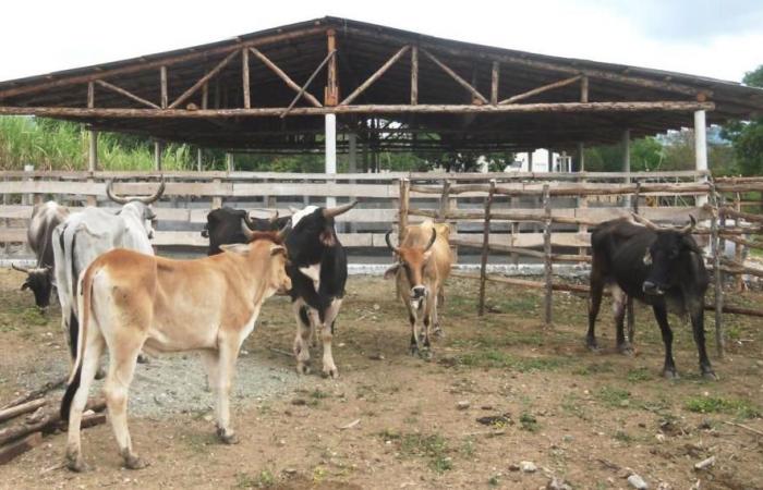 State inspections detect thousands of illegalities in the agricultural sector of Pinar del Río