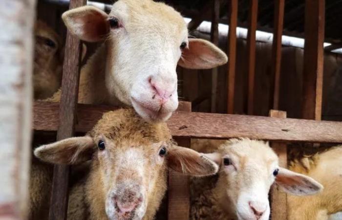 EFSA identifies welfare problems in the slaughter of sheep and goats on livestock farms