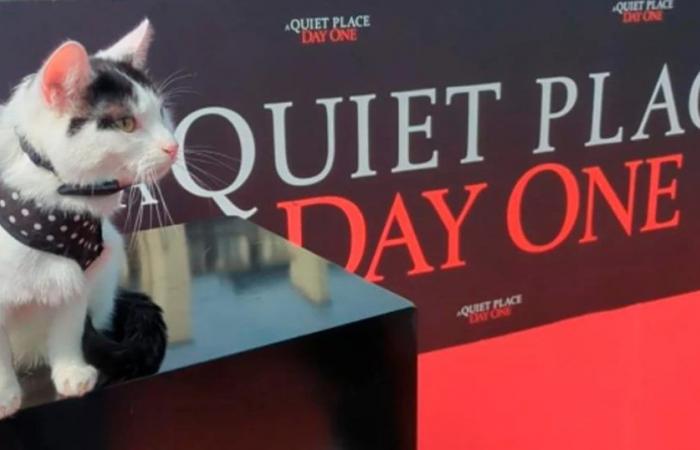 Frodo, the cat who stole the spotlight from Lupita Nyong’o in ‘A Quiet Place: Day One’