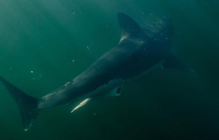 A new experience in Halifax brings people closer to the ocean’s most feared predator
