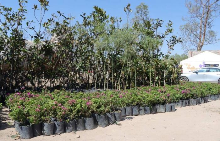 10 species of trees that you can adopt in the municipal nurseries of SLP – El Sol de San Luis