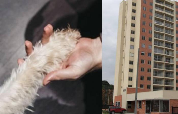 dog ran over an elderly woman in a residential complex in Zipaquirá