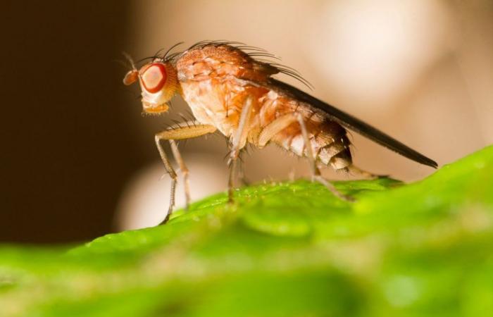 Flies are smarter than you think, warns Cambridge scientist