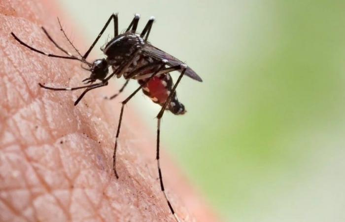 US issues federal health alert over increased risk of dengue fever across the country