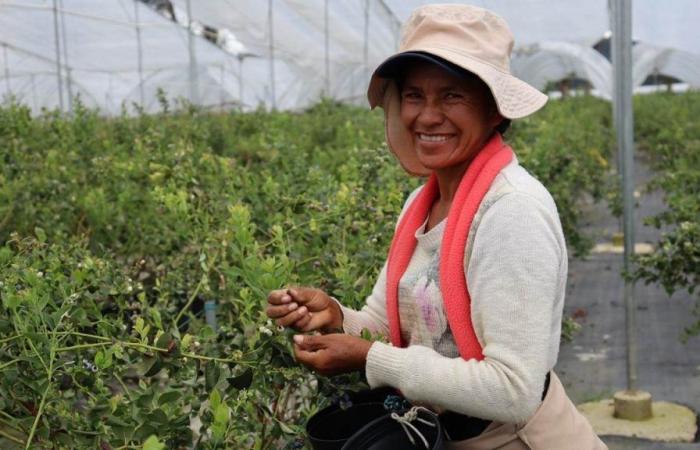 Environmental attorney draws attention to Corpoboyacá, ICA and the Mayor’s Office of Sotaquirá regarding control of blueberry crops