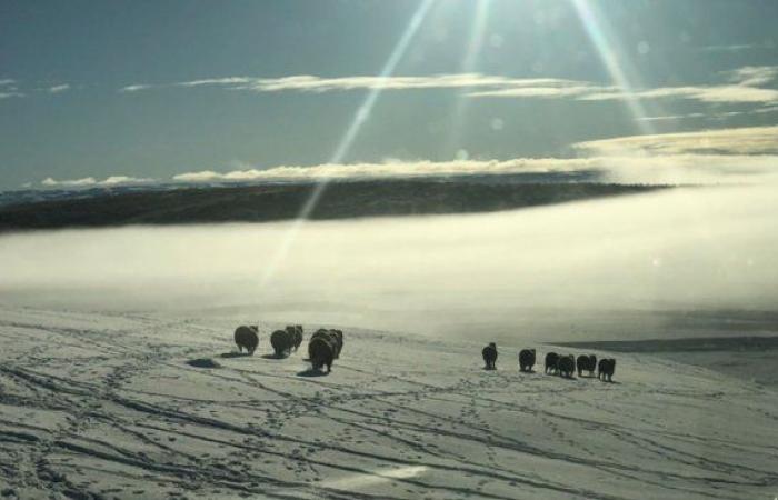 Postcards from a cruel winter: heavy snowfall puts two million sheep at risk in Patagonia