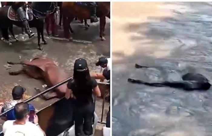 community reports alleged cases of animal abuse during the festivities of San Juan and San Pedro in Neiva