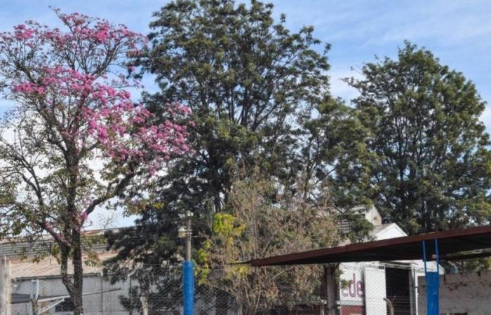 In the middle of winter, the lapachos began to bloom in Salta