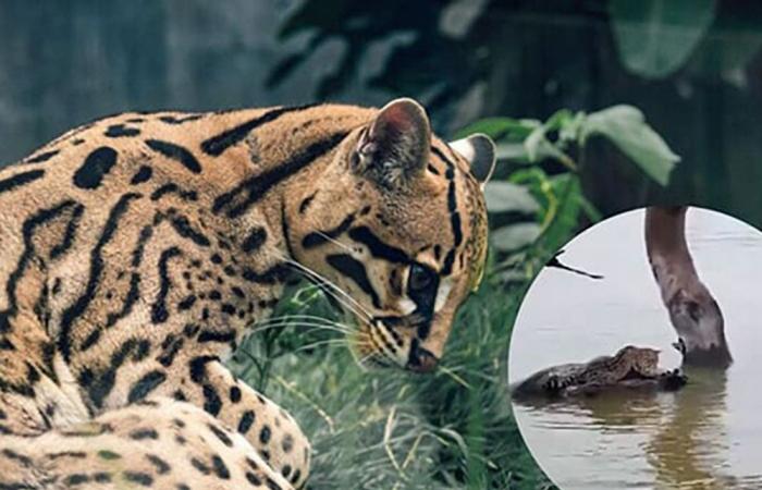 Ocelot fights for his life in the Vicente Guerrero dam in Tamaulipas – Zócalo