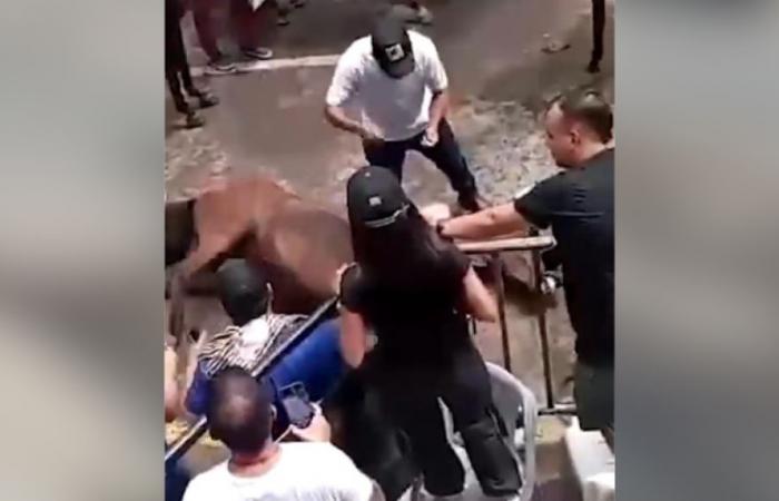 Horse abuse reported at Neiva festivals | ELOLFATO.COM