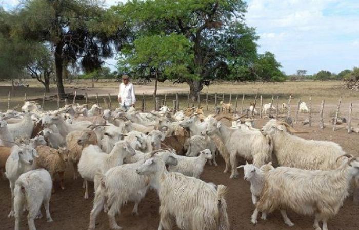 A study will help protect the Chaco’s native goat genetic resource