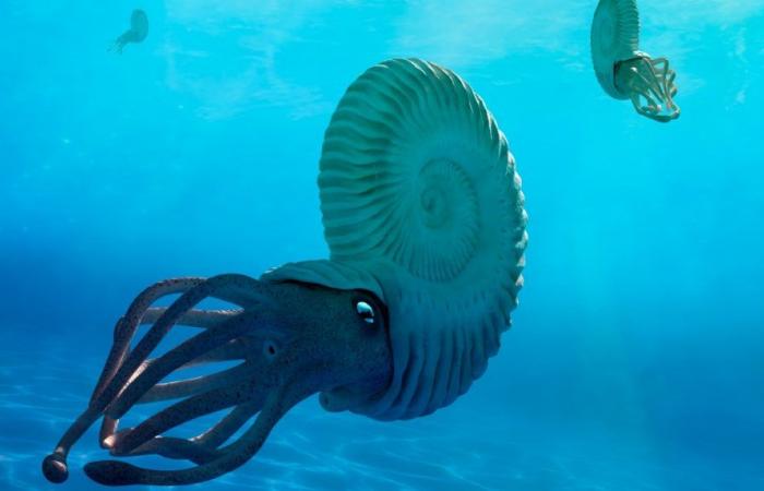 Ammonites, the mollusks whose kingdom ended alongside that of the dinosaurs