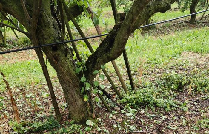 The recent hailstorms put plum and pear crops at risk in Iregua