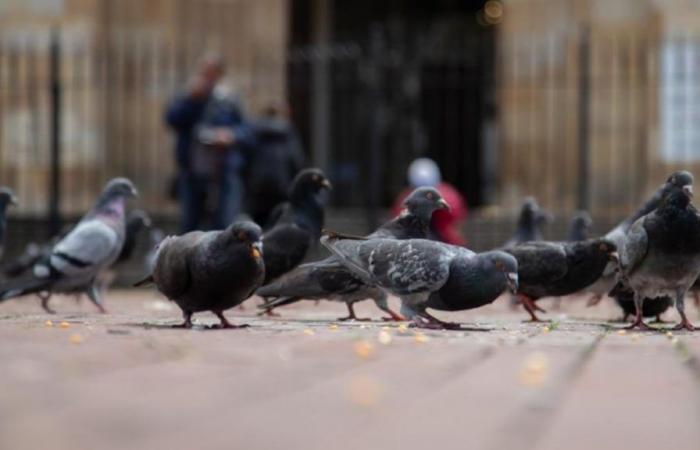 Plaza pigeons in Bogotá: a matter of public health and animal welfare