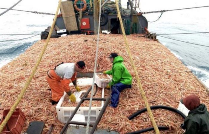 Fishing quota for shrimp in Rio Negro is increased – ADN