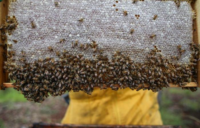 Córdoba, strategic territory for the development of beekeeping in Colombia