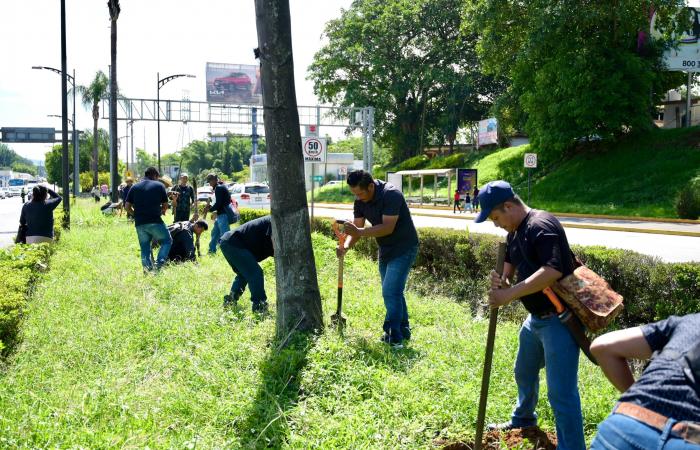 Farmers from the “Sembrando Vida” program reforest the “Treaties of Córdoba” boulevard