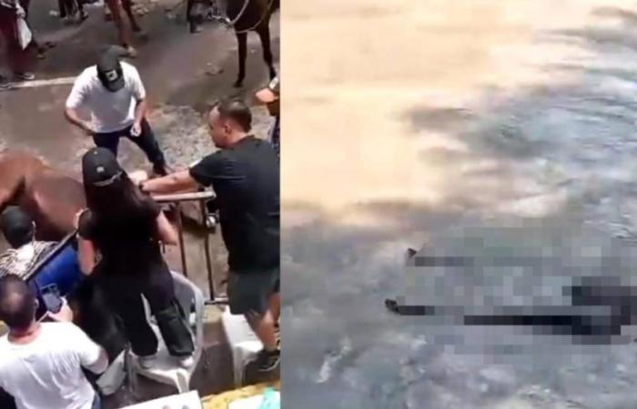 Outrage over animal abuse during the festivities of San Juan and San Pedro, in Neiva