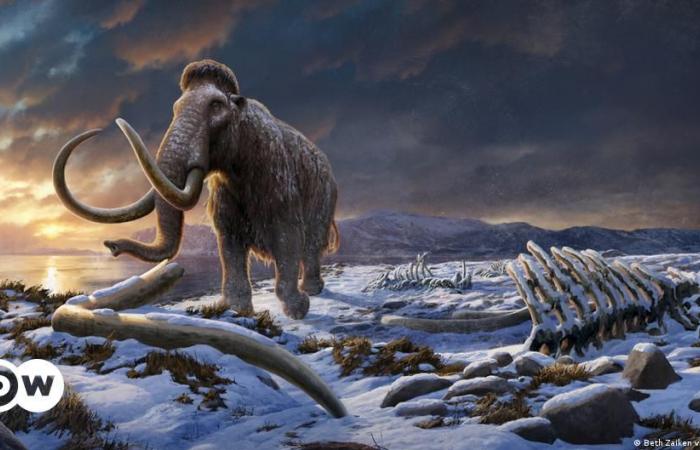 Inbreeding did not wipe out the last woolly mammoths – DW – 06/27/2024