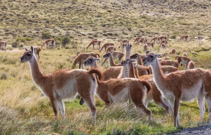 Progress in the protection of guanacos