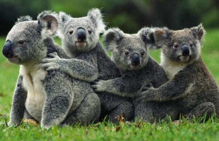 GLOBAL WARMING | Koalas predict the hottest days in advance (and prepare for them)