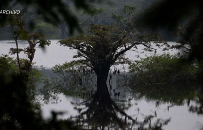 Pollution in Amazonas: oil spill