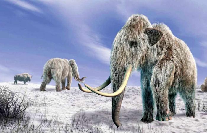 The discovery that raises doubts about what caused the extinction of the enormous mammoth