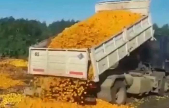 The impressive viral video in which more than 8,000 kilos of mandarins are thrown away: “Purchasing power has plummeted”