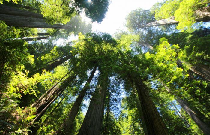 the urgency of protecting our ancestral forests