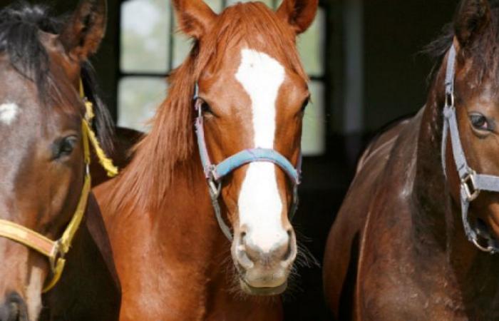 The International Equestrian Federation allocates one million euros for a new strategic equine welfare plan