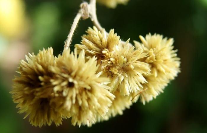 The plant that blooms once a year and hides powerful health benefits