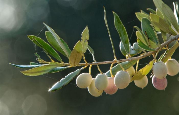 “The future of olive oil depends on the sector’s ability to innovate”