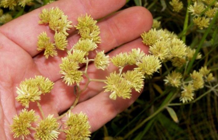 The plant that blooms once a year and hides powerful health benefits