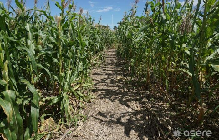 More than a thousand hectares of crops were affected by the rains