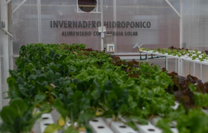 4,000 students will receive training in renewable energy and sustainable gardens