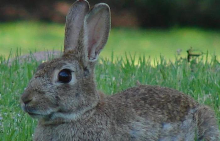 Hares vs rabbits, what differences exist between the two animals?