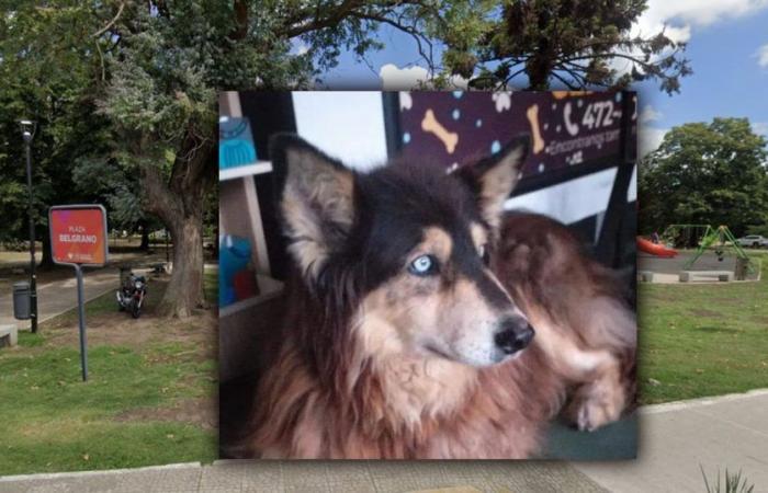 City Bell’s most popular stray dog ​​will have its tribute in a plaza