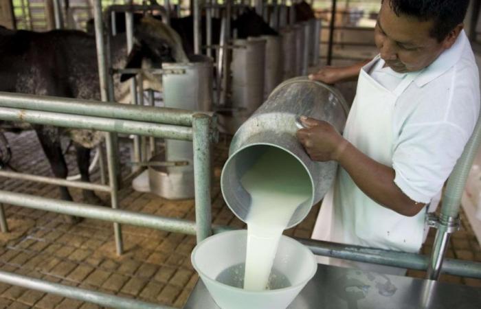 Fedegán donated three tons of milk in San Andrés