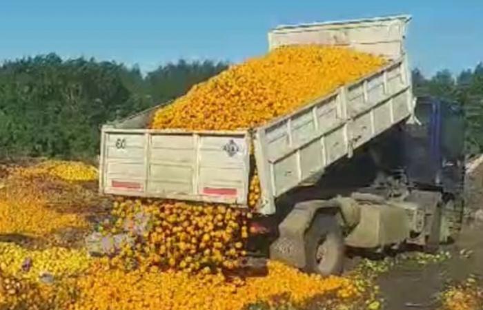 The drama that is taking place in “the village of mandarins” and why they threw away more than 8000 kilos