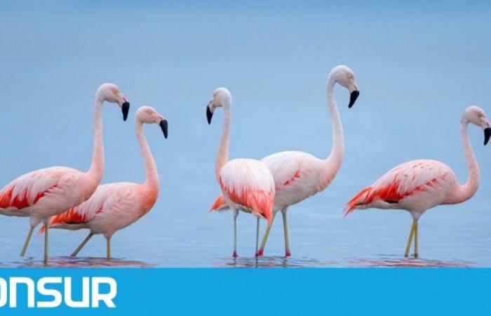 Thousands of flamingos feed and reproduce in the wetlands of Chubut – ADNSUR